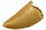 Serrated Raptor Tooth - Real Dinosaur Tooth #300853-1